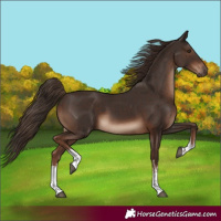 Horse Color:White Spotted Liver Chestnut 