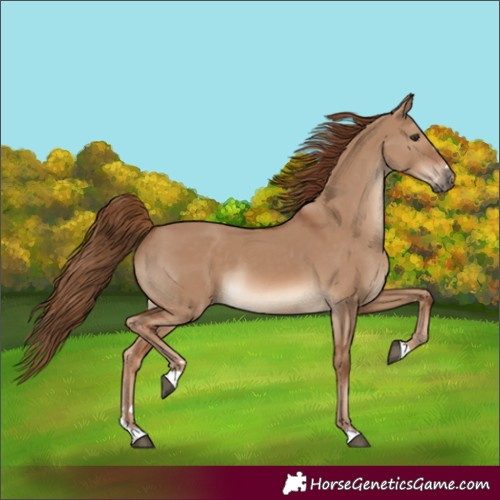 Horse Color:Red Dun 