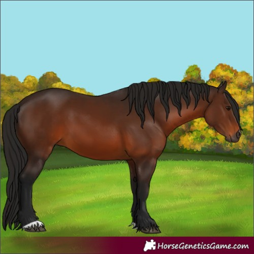 Horse Color:Gray Bay 