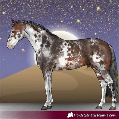 Horse Color:White Spotted Brown 