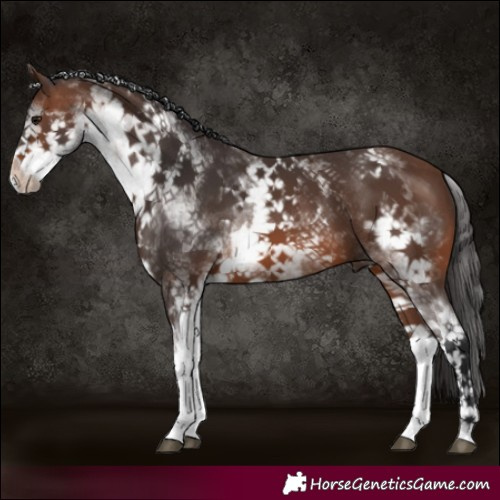 Horse Color:White Spotted Brown 