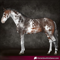 Horse Color:White Spotted Brown 