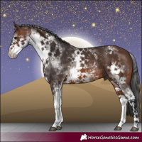 Horse Color:White Spotted Brown