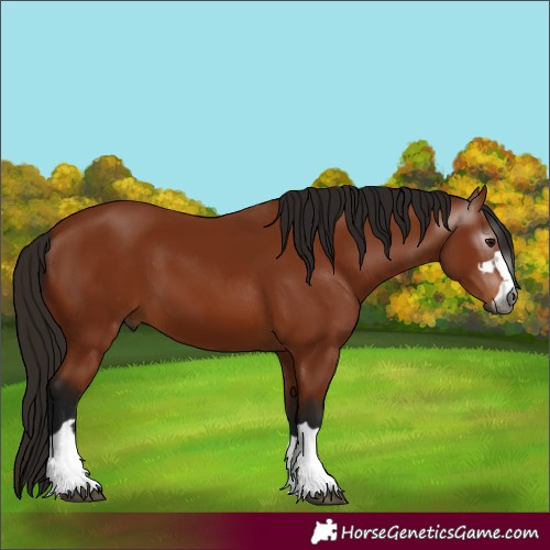 Horse Color:Gray Bay 