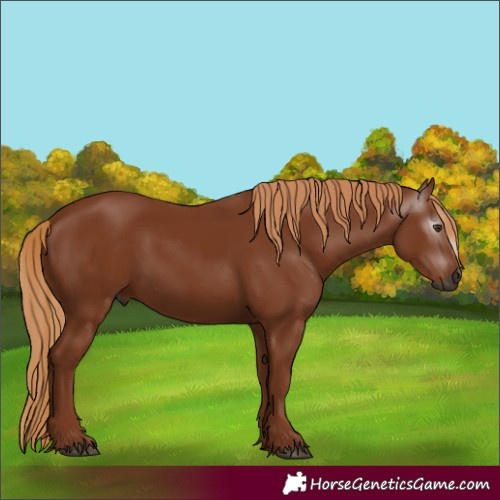 Horse Color:Gray Chestnut 
