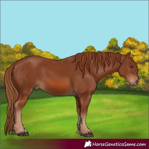 Horse Color:Chestnut 
