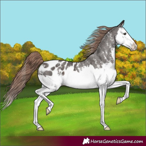Horse Color:Liver Chestnut Sabino Splash Appaloosa 