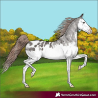 Horse Color:Liver Chestnut Sabino Splash Appaloosa 