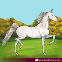 Horse Color:Red Dun Sabino Splash Blanket 