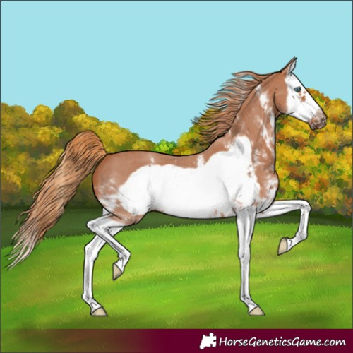 Horse Color:Chestnut Sabino Splash Frame 