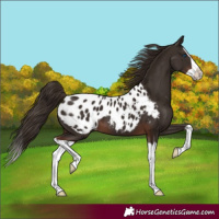 Horse Color:Liver Chestnut Splash Appaloosa 