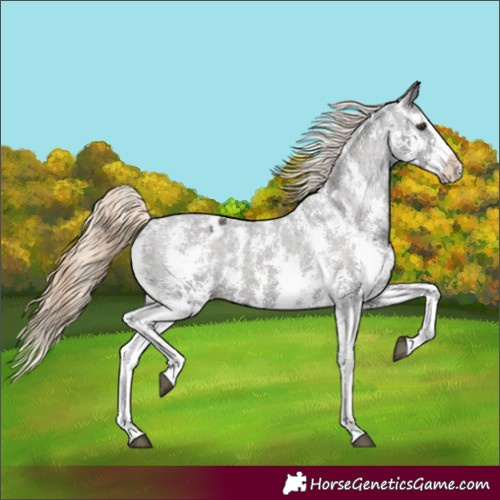 Horse Color:Liver Chestnut Sabino Splash Appaloosa 