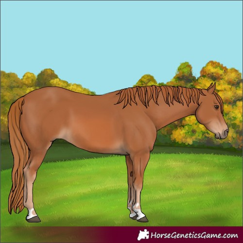 Horse Color:Chestnut 