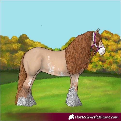 Horse Color:Red Dun Sabino Rabicano 