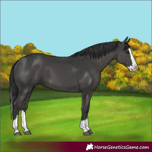Horse Color:Black Splash 