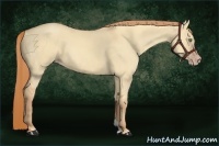 Horse Color:Gold Champagne Dun