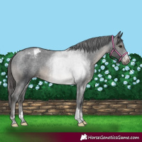 Horse Color:Black Sabino Tobiano Varnish Rabicano 