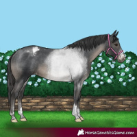 Horse Color:Black Sabino Tobiano Appaloosa Rabicano