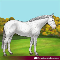 Horse Color:Liver Chestnut Sabino Appaloosa Rabicano 