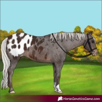 Horse Color:Silver Brown Appaloosa 