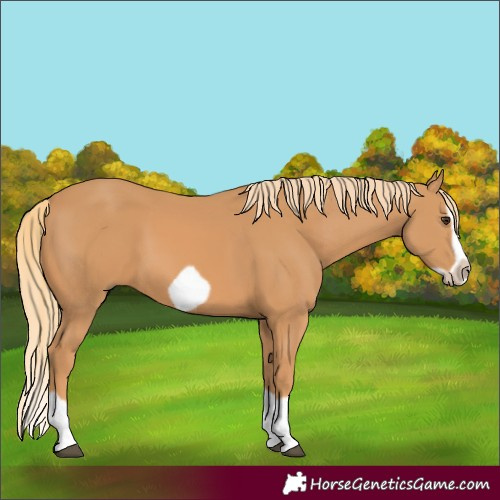 Horse Color:Unknown 