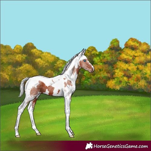 Horse Color:Silver Brown Harlequin Merle Tobiano 