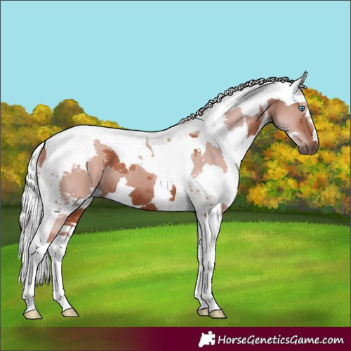 Horse Color:Silver Brown Harlequin Merle Tobiano 