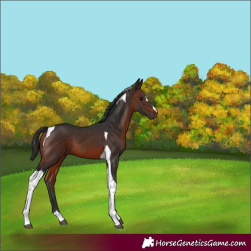 Horse Color:Brown Tobiano 