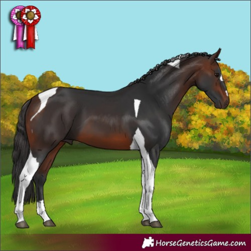Horse Color:Brown Tobiano 