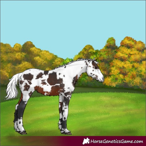 Horse Color:Brown Harlequin Merle 