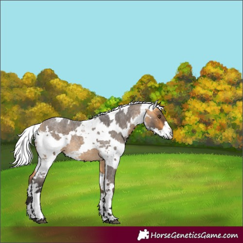 Horse Color:Buckskin Roan Harlequin Merle 