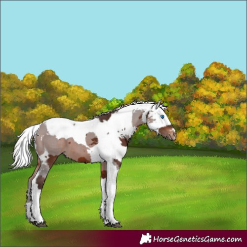 Horse Color:Silver Brown Merle Varnish 