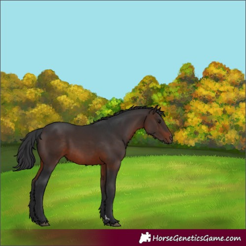 Horse Color:Brown 