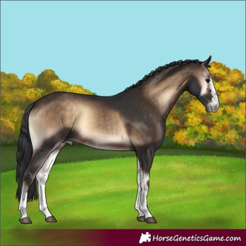 Horse Color:Bay Onyx Rabicano 