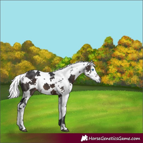 Horse Color:Brown Harlequin Merle