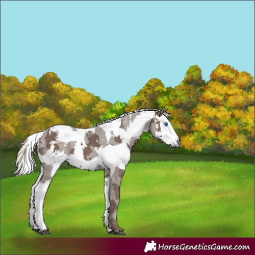 Horse Color:White Spotted Silver Black Merle 