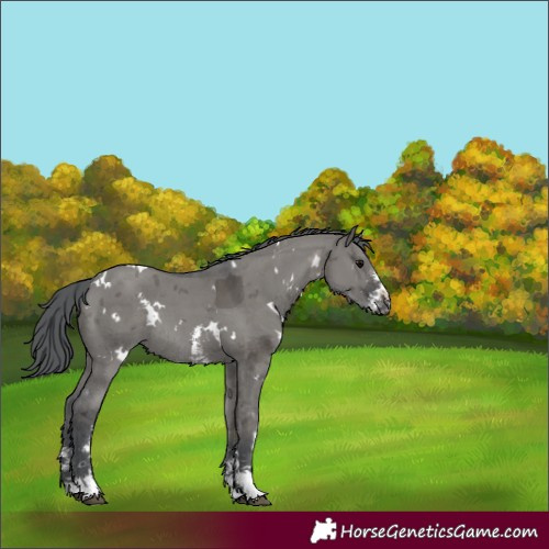 Horse Color:White Spotted Grullo Merle Sabino Rabicano 