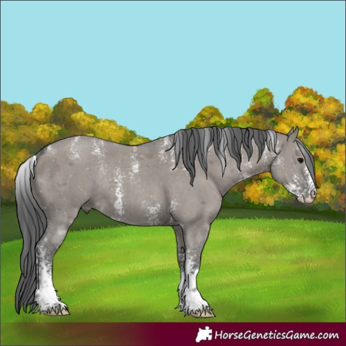 Horse Color:Powder White Grullo Merle Sabino Rabicano 