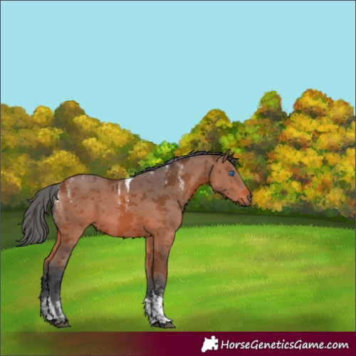Horse Color:Powder White Bay Merle Tobiano 