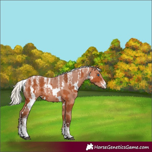 Horse Color:Powder White White Spotted Silver Bay Merle 