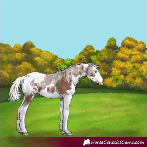 Horse Color:Powder White Silver Black Merle Appaloosa 