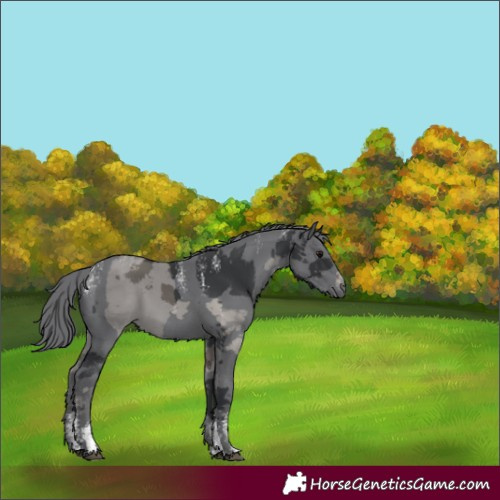 Horse Color:Powder White Black Merle 
