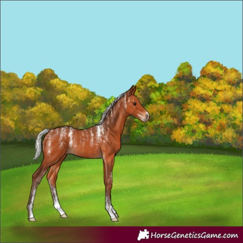 Horse Color:Powder White Silver Bay Rabicano 