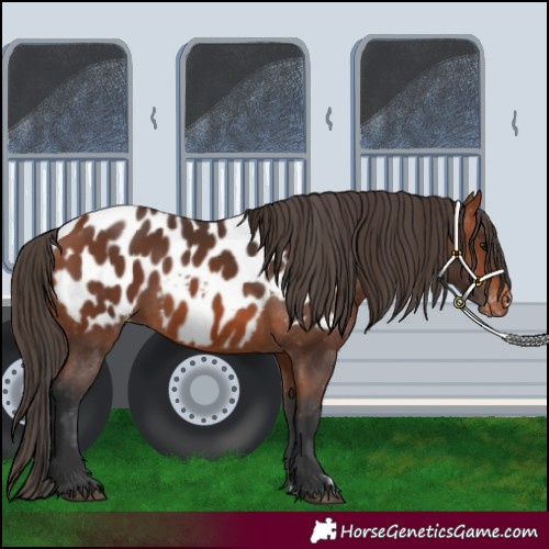 Horse Color:Bay Appaloosa 