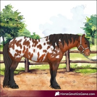 Horse Color:Bay Appaloosa 