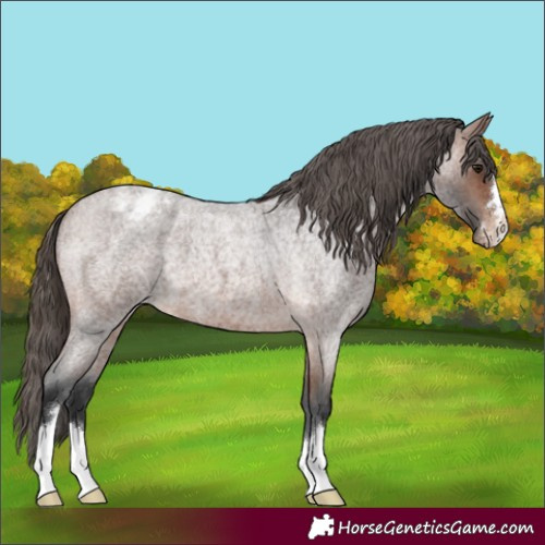 Horse Color:Brown Roan Appaloosa