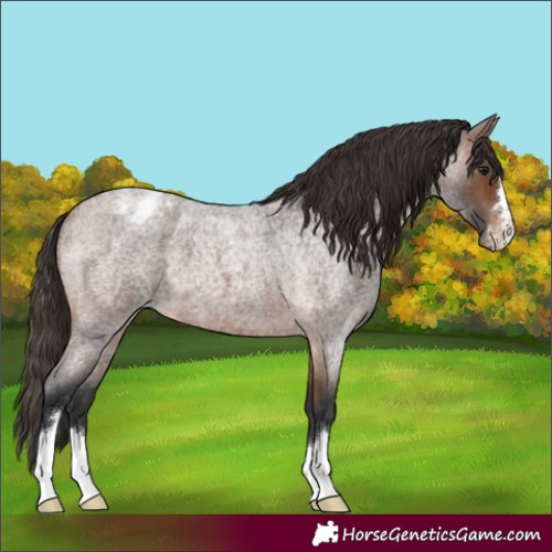Horse Color:Brown Roan Appaloosa 
