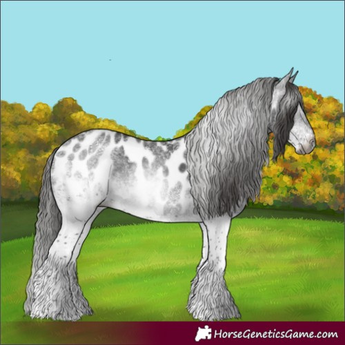 Horse Color:Gray White Spotted Black Appaloosa Rabicano 