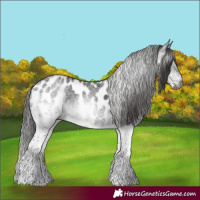 Horse Color:Gray White Spotted Black Appaloosa Rabicano
