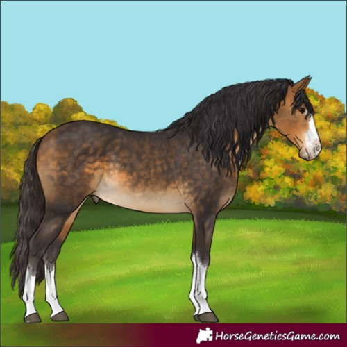 Horse Color:Buckskin 